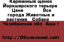 Карманный щенок Йоркширского терьера › Цена ­ 30 000 - Все города Животные и растения » Собаки   . Челябинская обл.,Аша г.